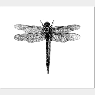 Dragonfly Posters and Art